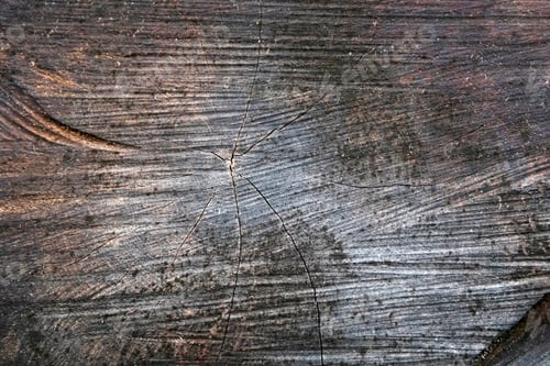 Preview: Close up of the section of a cut tree trunk.
