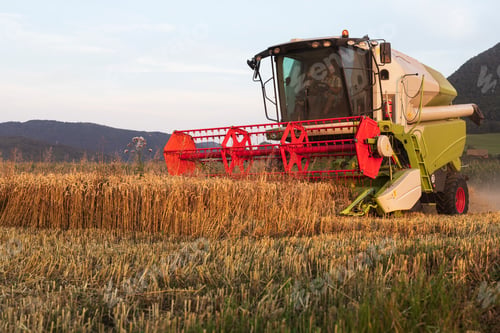 Preview: Organic farming, wheat field, harvest, combine harvester in the evening