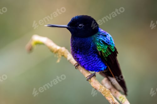 Preview: Velvet-purple Coronet (boissonneaua jardini). Hummingbird seven colors