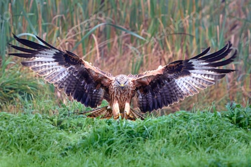 Preview: Red kite (Milvus milvus)