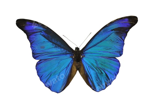 Preview: Butterfly species Morpho