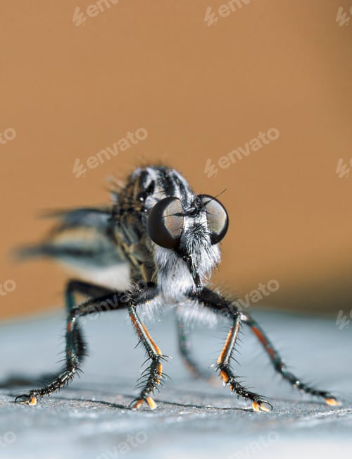 Preview: Robber Fly