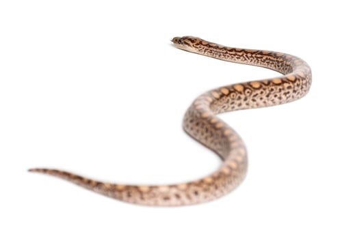Preview: Boa, Epicrates maurus, against white background