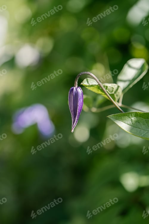 Preview: Purple clematis on a natural green background.