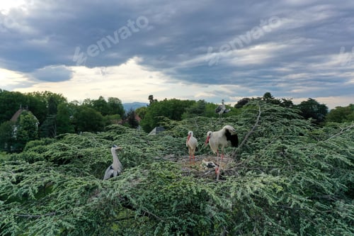 Preview: Aerial view of white stork and heron, nesting on a top of a tree