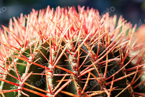 Preview: detail of surface cactus