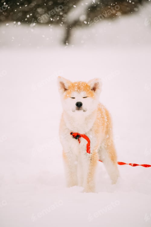 Preview: Puppy Of Akita Dog Or Akita Inu, Japanese Akita Standing In Snow