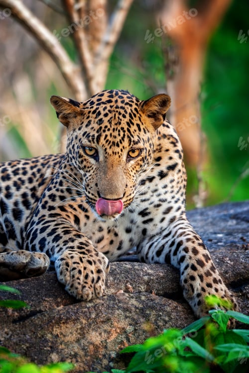 Preview: Majestic leopard lounging on a rocky surface in a lush green habitat during the golden hour