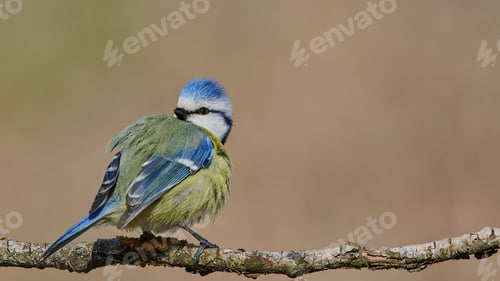 Preview: Eurasian Blue Tit sitting on a branch