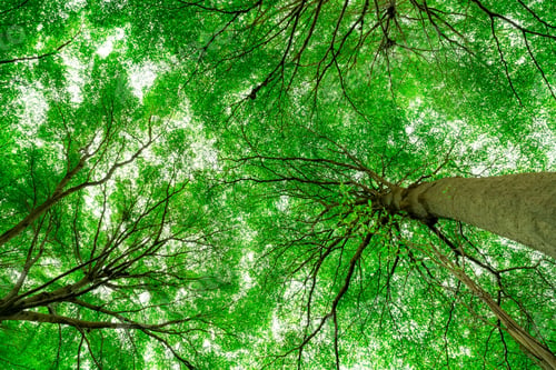 Preview: Bottom view of tree trunk to green leaves of tree in tropical forest. Fresh environment in park.