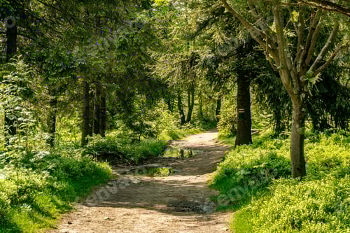 Preview: Tourist path leading through the forest.