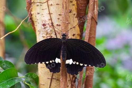Preview: Male Common Mormon, Papilio Polytes, Swallowtail Butterfly, Papilionidae Sitting On Green Leaf