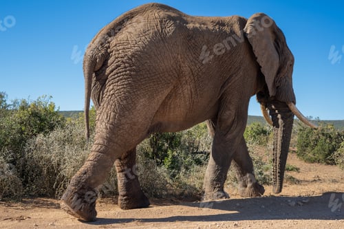 Preview: Elephant walking through plains
