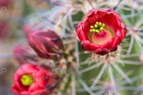 Preview: Red Cactus Flowers Blooming in Desert Sunlight