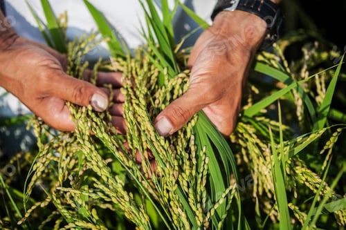 Preview: High angle close up of farmer holding rice plant in his palm.
