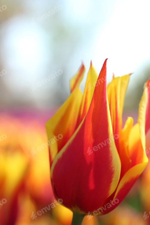 Preview: Tulip