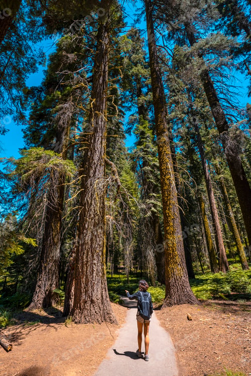 Preview: A young woman walking along a beautiful path of giant trees in Sequoia National