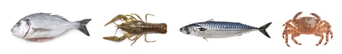Preview: Dorado fish, crayfish, mackerel and crab isolated on white, top view
