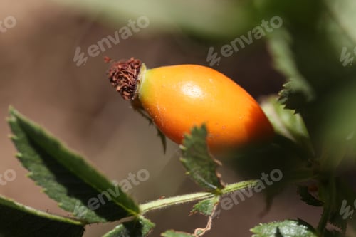 Preview: Rosehip