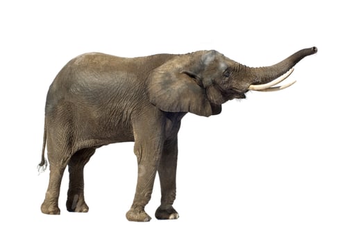 Preview: Elephant