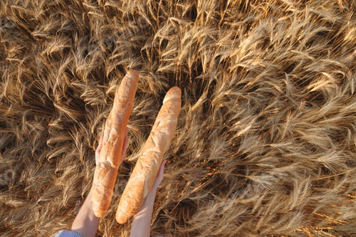 Preview: Two Crusty french baguettes in women's hands over ripening ears of yellow wheat field, top view