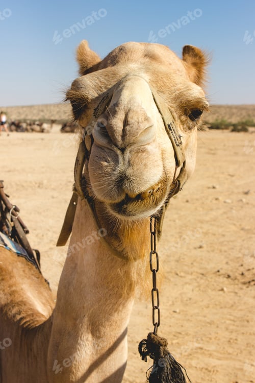 Preview: Exotic animal camel in the desert in Israel smiling crookedly at the camera