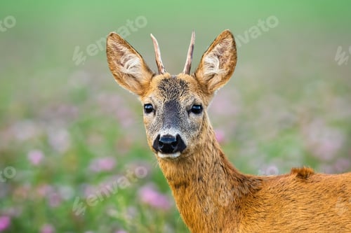 Preview: Juvenile roe deer buck standing on meadow from close up