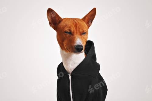 Preview: Portrait of a dog in black zippered hoodie