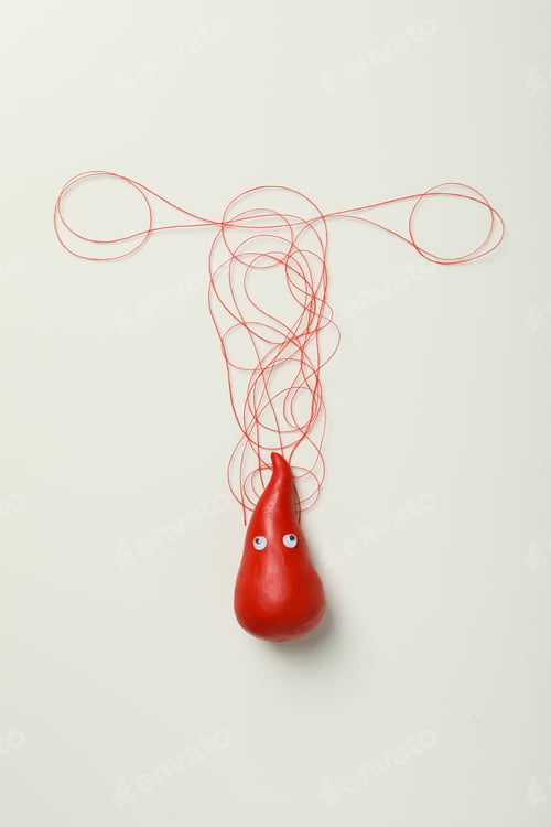 Preview: Silhouette of female internal genitals on a white background