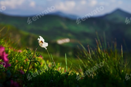 Preview: Bee on the flower. Close up view of grass at mountains at sunny day