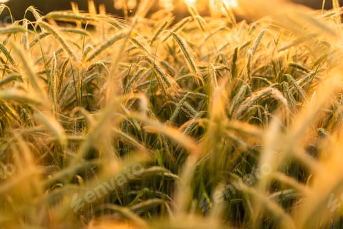 Preview: Wheat field. Ears of golden wheat close up. Beautiful Nature Sunset Landscape