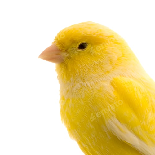 Preview: Yellow canary on its perch