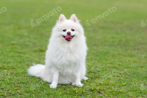 Preview: Cute white pomeranian dog at green lawn park