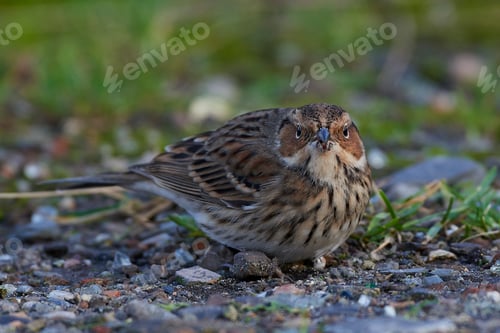 Preview: Little bunting (Emberiza pusilla)