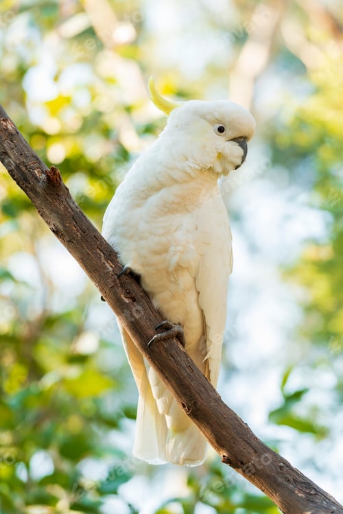 Preview: Sulphur-Crested Cockatoo Bird