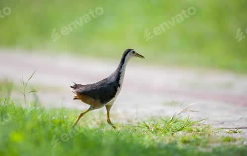 Preview: White-breasted Waterhen crosses the road to search for food. soft natural bokeh background.