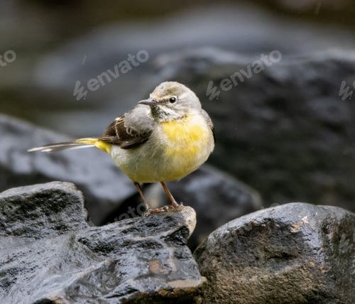 Preview: Yellow Mountain Wagtail (Motacilla cinerea) bird perched on a rock near a tranquil lake