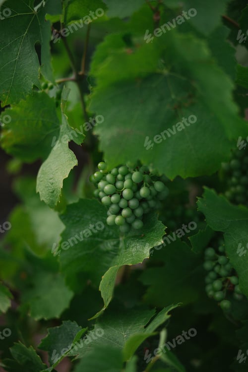 Preview: Green grapes in a vineyard