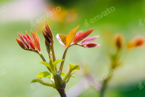 Preview: Blured photo of young bush branches
