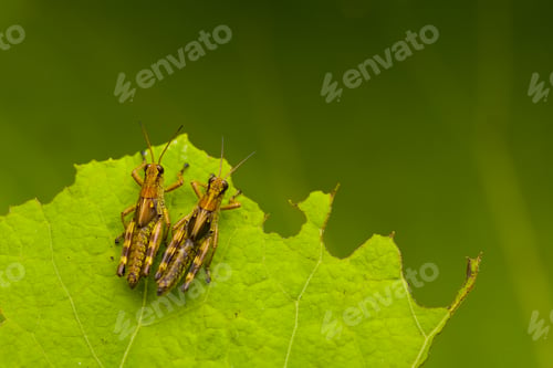 Preview: Close up of two brown crickets, insects with brown and yellow markings on a leaf.