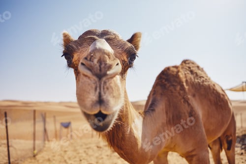Preview: Curious camel in desert