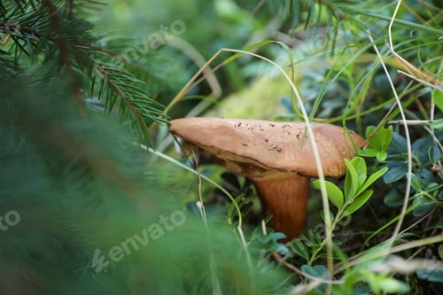 Preview: Mushroom growing in forest, closeup. Picking season