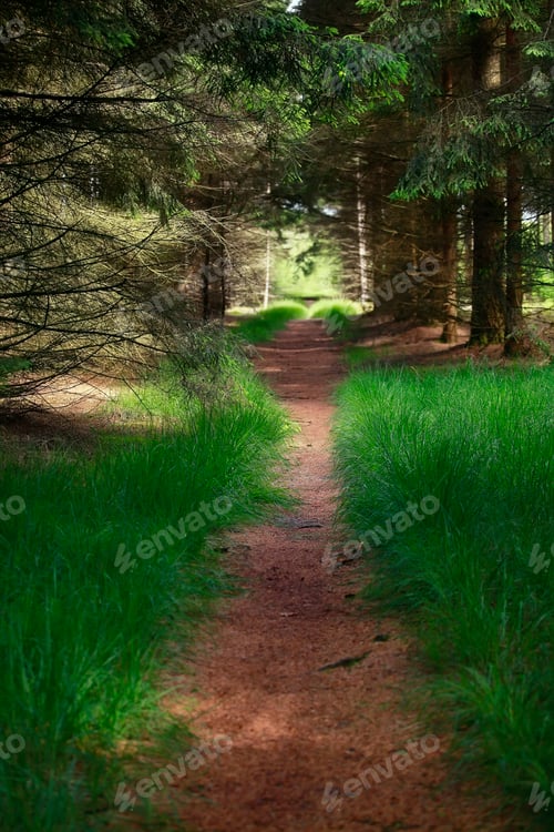 Preview: path in green coniferous forest