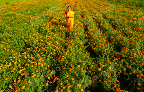Preview: Aerial view of woman on a marigold field, India.