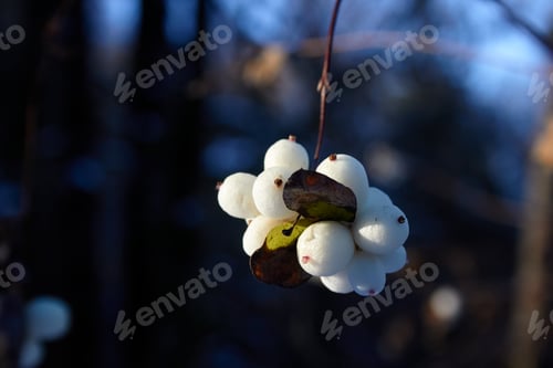Preview: White Berries Illuminated by Sunshine