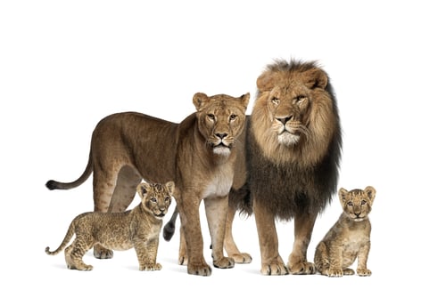 Preview: Family of lion, adult and cub, isolated. Wild cat