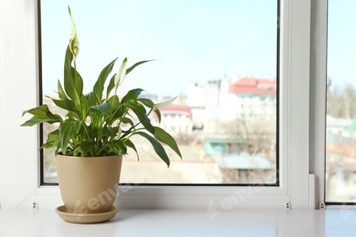 Preview: Pot with peace lily on windowsill, space for text. House plant