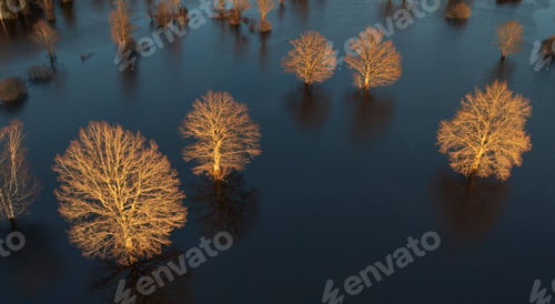 Preview: an aerial shot of bare trees in the water in Soomaa, National park