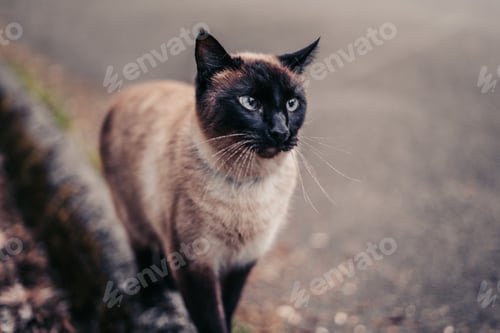 Preview: Beautiful blue eye cat