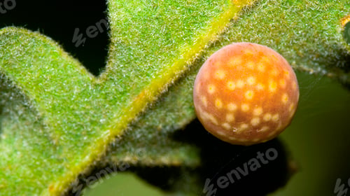 Preview: Plant Galls, Sierra de Guadarrama National Park, Spain